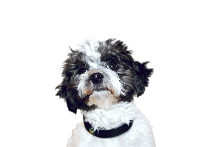 Pina - Spiel, Spass und Ausgleich